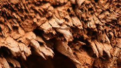 Palm3_profile