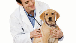 Vetdog-l_profile