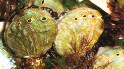 Abalone_profile