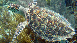 Hawksbill_carolinerogers-usgs_profile