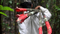 Cambodia-forests_profile